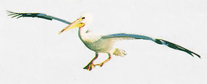 "Magic" nylon mesh will do a lot to discourage pelicans and other marauding birds from raising your property. Birds hate it.